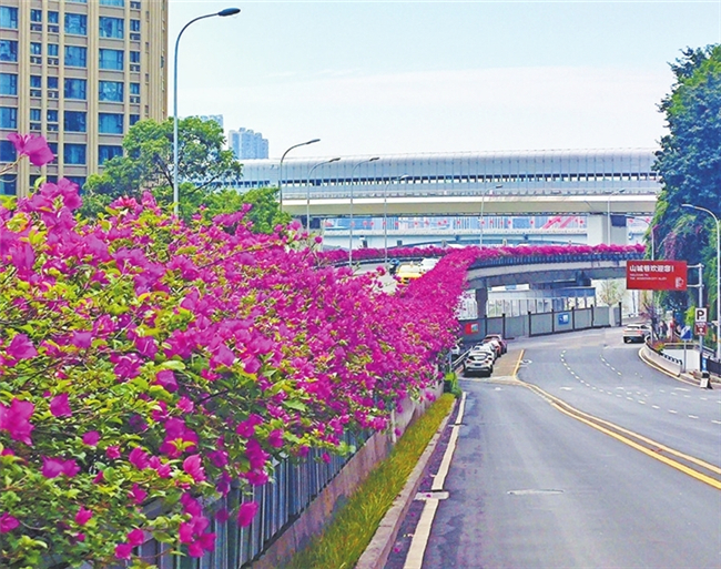 华龙网:渝中 强化园林绿化精细化管护 让城市靓丽常新.jpg