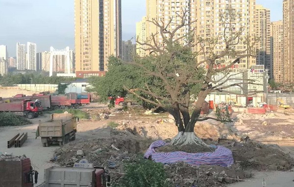 中国网：保护古树名木与绿色生态重庆启动“春风2023”专项行动_