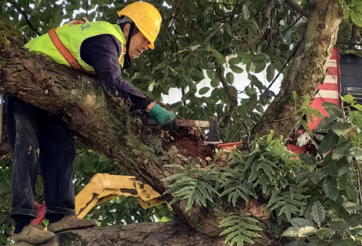 华龙网:园林技术赋能古树保护!重庆市风景园林技工学校专业团队再赴区县开展科学救治行动1.png