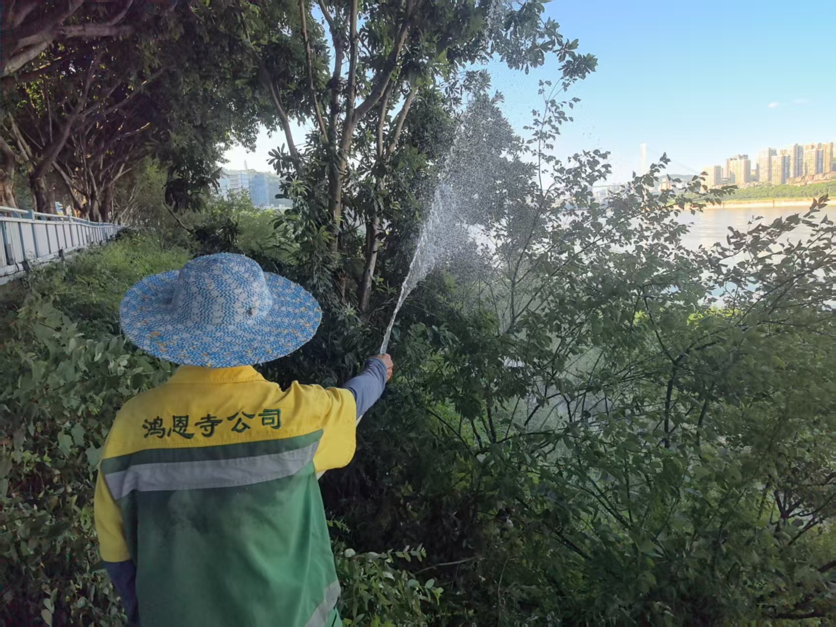 迎战“高烤”!重庆为城市绿荫撑起“清凉伞”