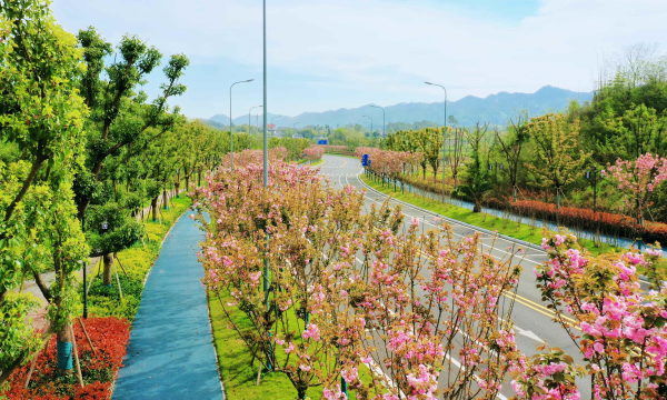 学习强国：重庆璧山 粉色樱花长廊 不可错过的浪漫风景