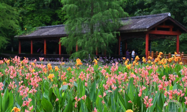 上游新闻：重庆九龙坡彩云湖公园美人蕉盛开 邀你共赏夏日浪漫