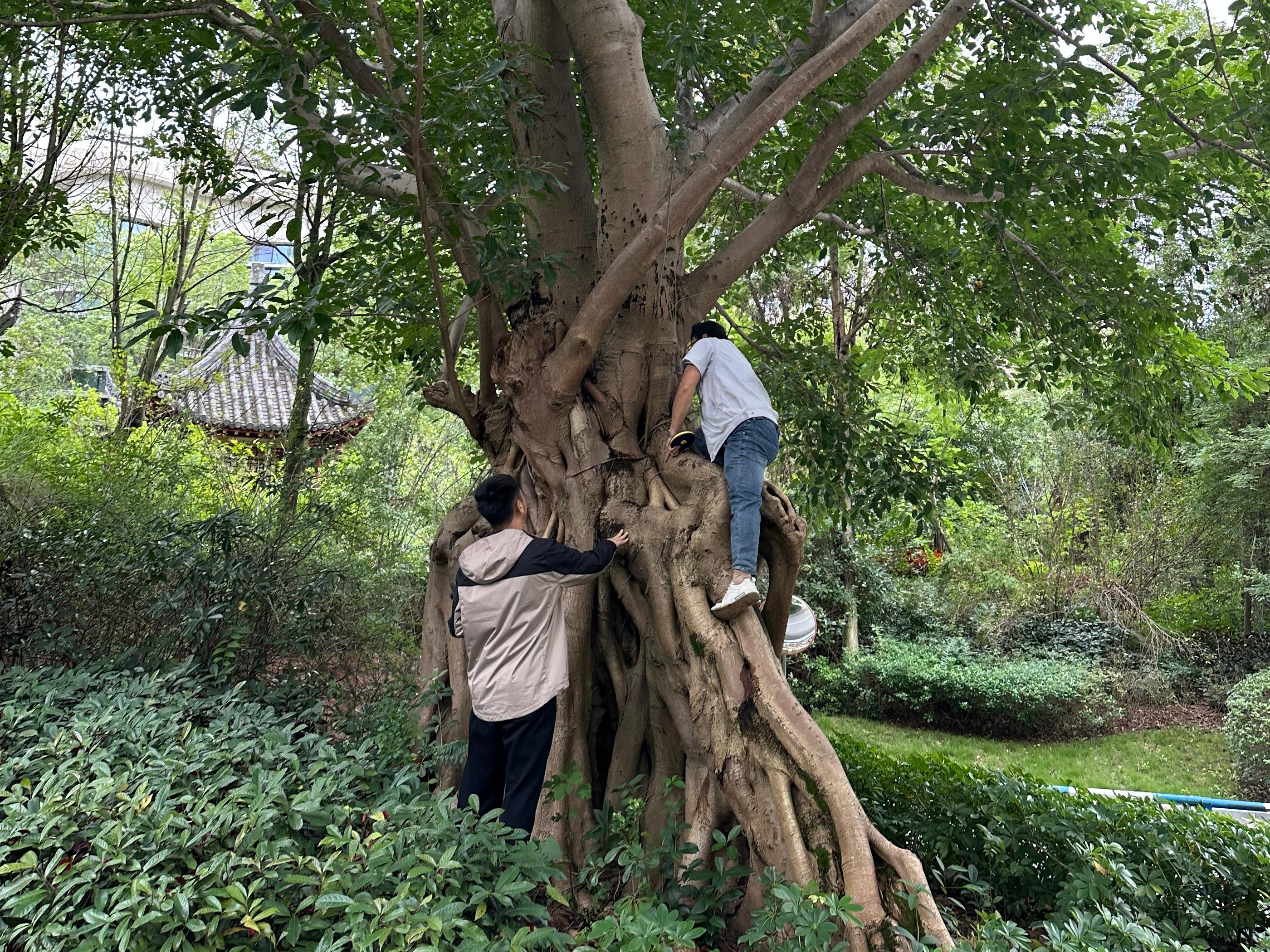 古树名木调查工作1.jpg