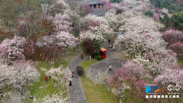 新华网:【"飞阅"中国】航拍重庆五彩梅园 春色关不住