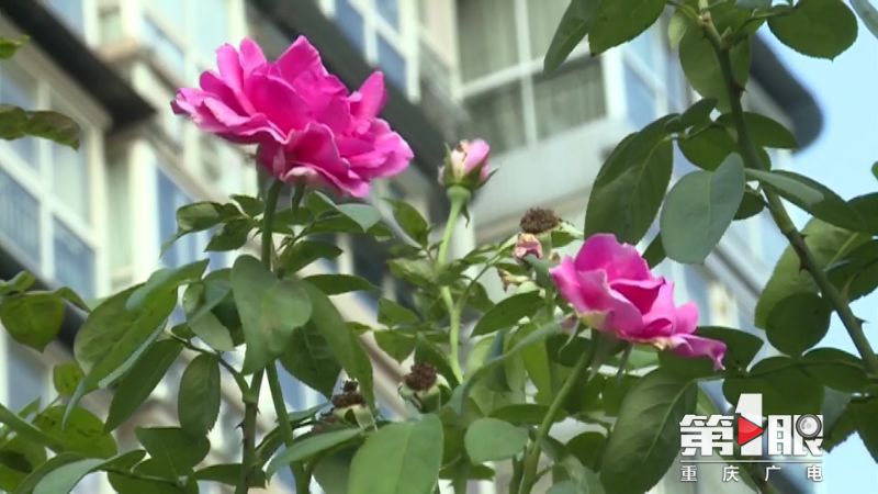 第1眼-重庆广电:迎国庆 江北 满眼尽是“中国红”4.jpg