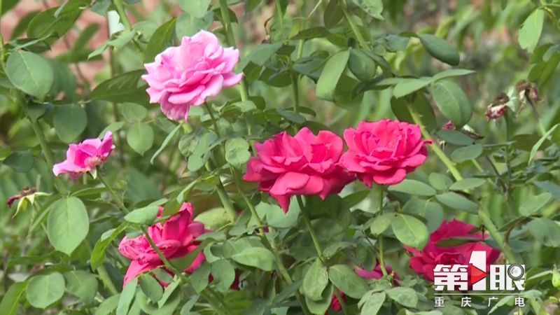 第1眼-重庆广电:迎国庆 江北 满眼尽是“中国红”9.jpg