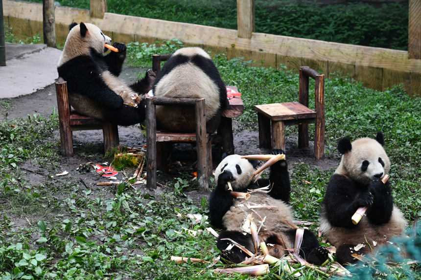 人民网重庆动物园为6只大熊猫集体过生日