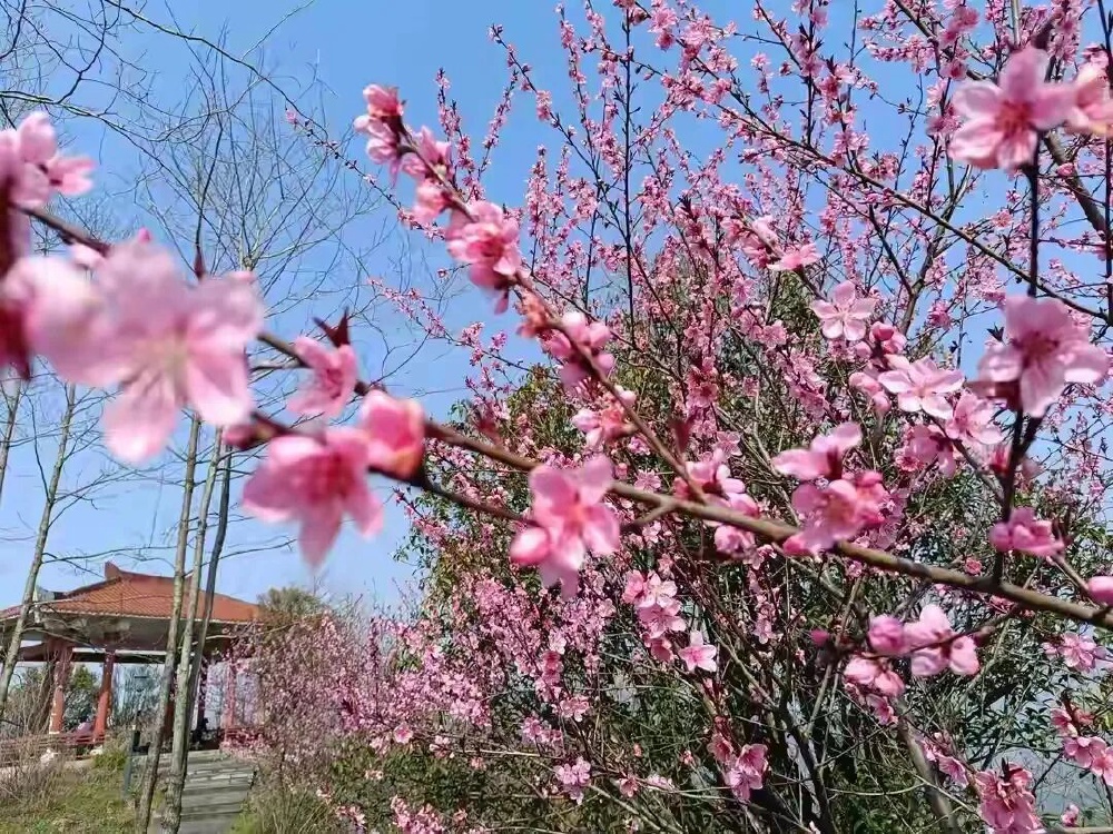 插旗山公园桃花盛开.jpg