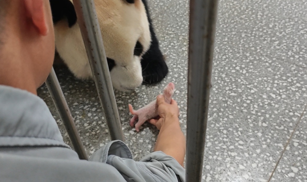 “莽仔”又双叒叕当妈!重庆动物园大熊猫家族再添新成员