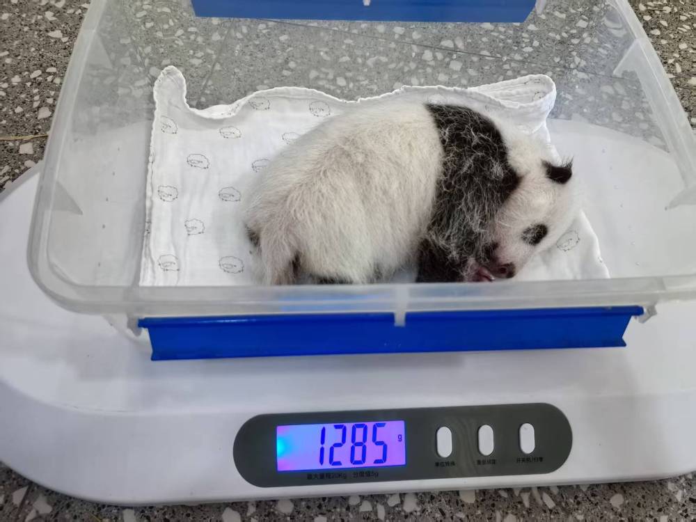 “莽仔”又双叒叕当妈!重庆动物园大熊猫家族再添新成员