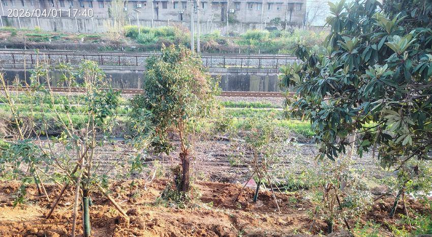 “菜地”变“绿廊”:武汉市青山区铁路沿线“边角料”化身生态“点睛笔” (1).jpg